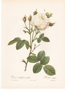 Vintage Pierre-Joseph Redoute roses and flowers